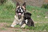 AKITA AMERICAIN 196